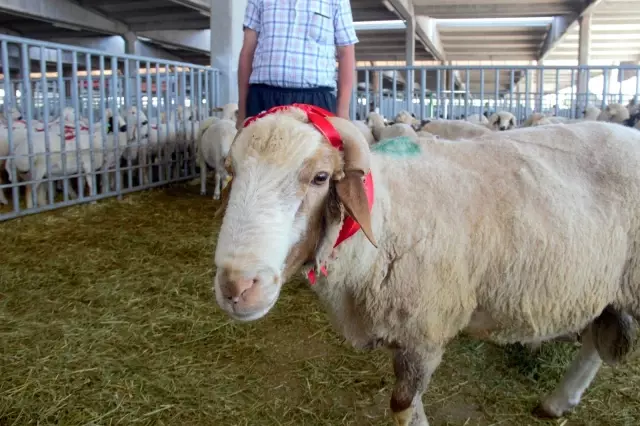 Kurban Bayramı arefesinde hayvan pazarlarında sakinlik