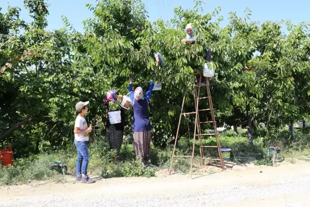 Hadim ilçesinde yetiştirilen ve geç hasat edilen kirazda rekolte düştü, fiyat arttı