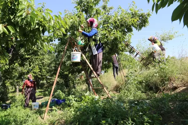 Hadim ilçesinde yetiştirilen ve geç hasat edilen kirazda rekolte düştü, fiyat arttı
