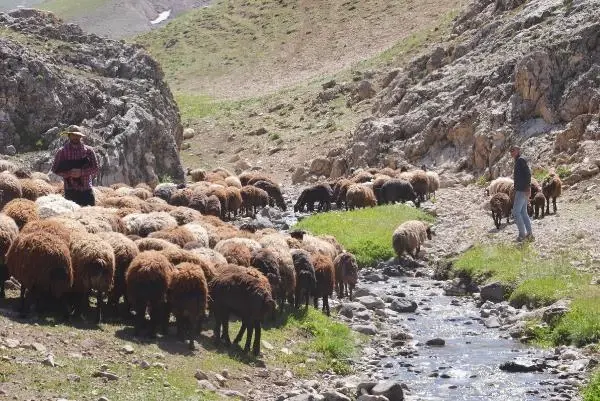 KURAKLIK HAYVANLARDAKİ VERİMİ DÜŞÜYOR
