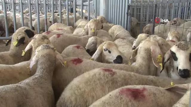 Kurban Bayramı arefesinde hayvan pazarlarında sakinlik Kurban Bayramı arefesinde hayvan pazarlarında sakinlik