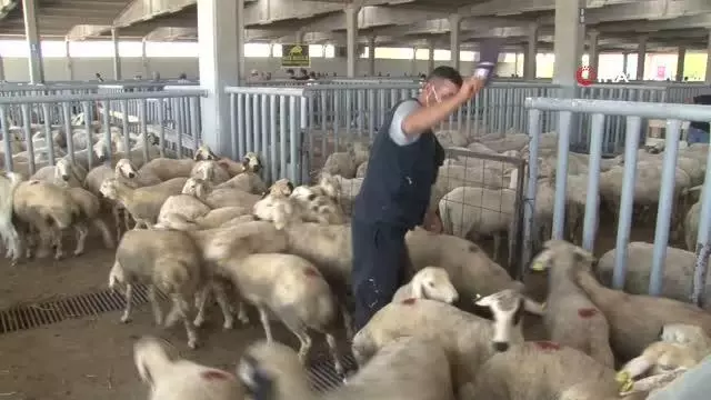 Kurban Bayramı arefesinde hayvan pazarlarında sakinlik