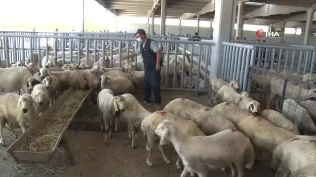 Kurban Bayramı arefesinde hayvan pazarlarında sakinlik