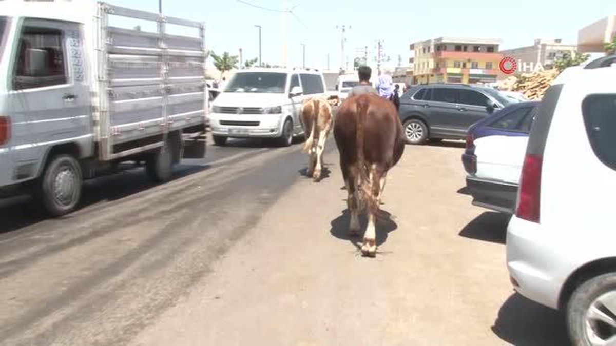Kurban Pazarı'nda arefe günü yoğunluğu