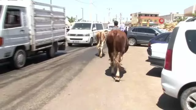 Kurban Pazarı'nda arefe günü yoğunluğu Kurban Pazarı'nda arefe günü yoğunluğu
