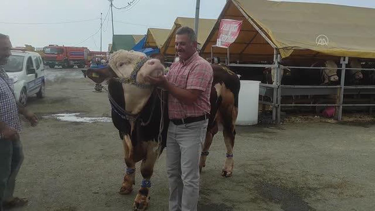 Kurban pazarında 1 ton ağırlığındaki 'Paşa' ilgi odağı oldu