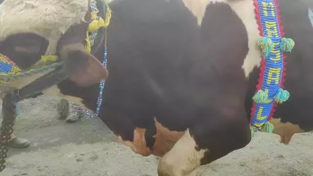 Kurban pazarında 1 ton ağırlığındaki 'Paşa' ilgi odağı oldu