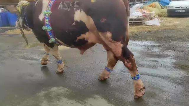 Kurban pazarında 1 ton ağırlığındaki 'Paşa' ilgi odağı oldu