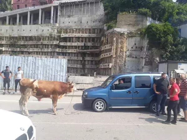 KURBAN PAZARINDAN KAÇAN DANA, TRAFİĞİ KİLİTLEDİ KURBAN PAZARINDAN KAÇAN DANA, TRAFİĞİ KİLİTLEDİ