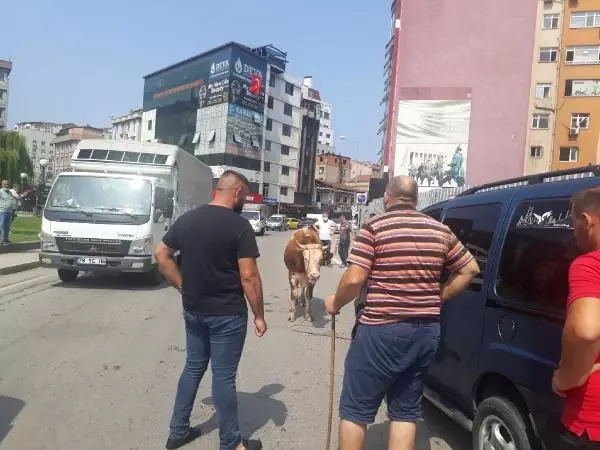 KURBAN PAZARINDAN KAÇAN DANA, TRAFİĞİ KİLİTLEDİ
