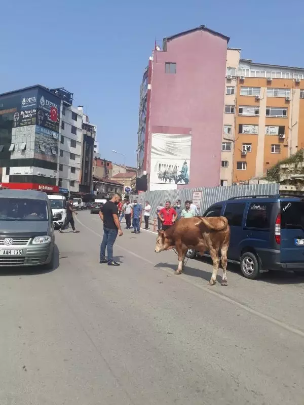KURBAN PAZARINDAN KAÇAN DANA, TRAFİĞİ KİLİTLEDİ