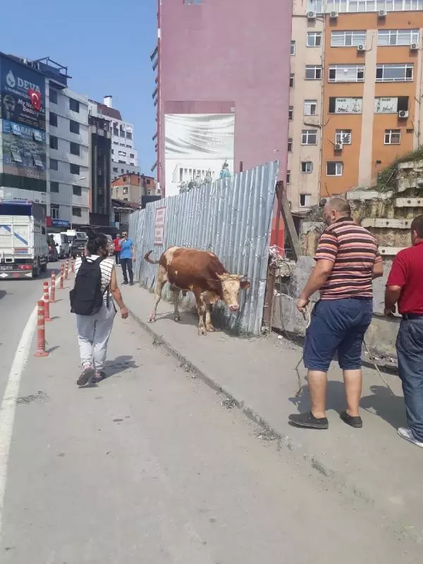 KURBAN PAZARINDAN KAÇAN DANA, TRAFİĞİ KİLİTLEDİ