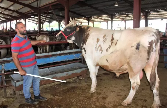 Kurban pazarının en büyükleri alıcısını buldu Kurban pazarının en büyükleri alıcısını buldu
