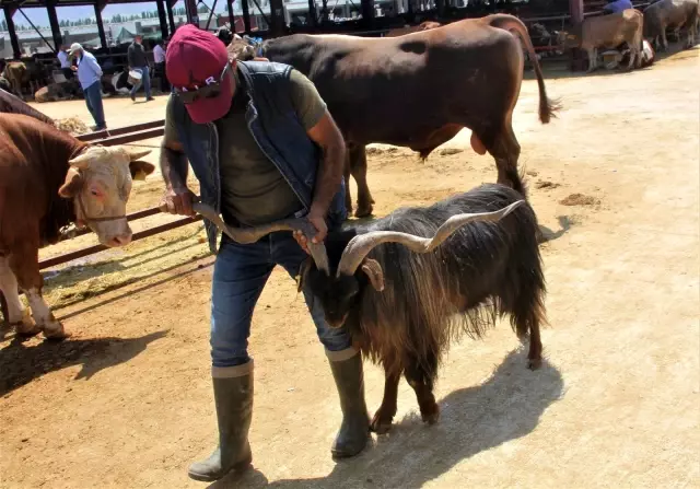 Kurban pazarının en büyükleri alıcısını buldu