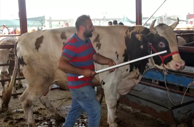 Kurban pazarının en büyükleri alıcısını buldu
