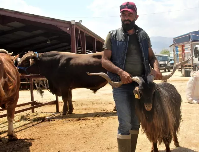 Kurban pazarının en büyükleri alıcısını buldu