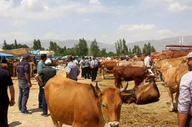 Kurban pazarının en büyükleri alıcısını buldu