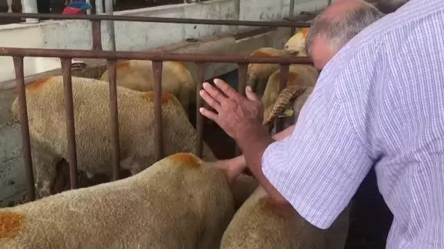 Kurban pazarlarında arife günü hareketliliği