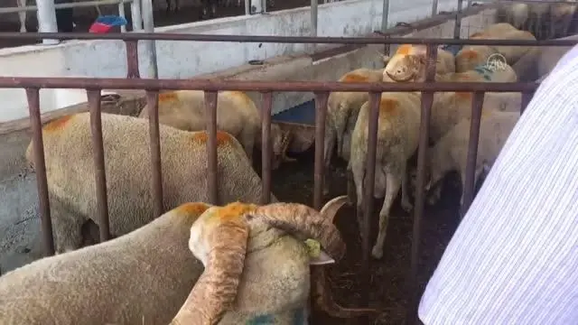Kurban pazarlarında arife günü hareketliliği