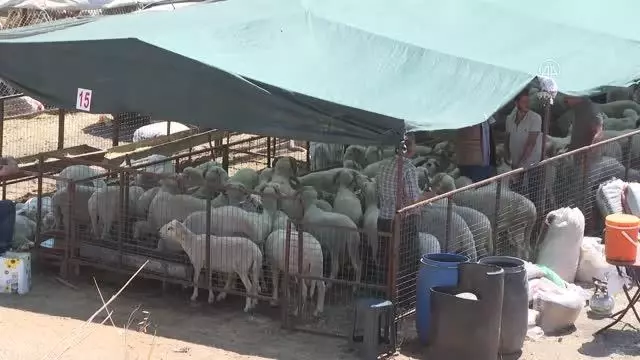 Kurban pazarlarında hareketlilik sürüyor