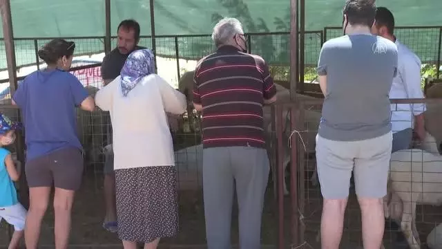 Kurban pazarlarında hareketlilik sürüyor