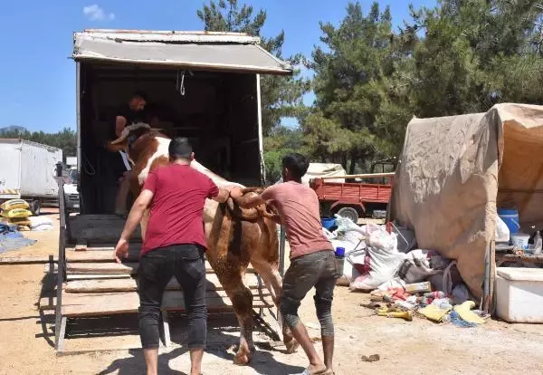 KURBAN PAZARINDA SON GÜN YOĞUNLUĞU