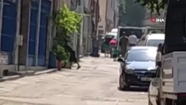 Kurbanlık koyunu aracın bagajında böyle taşıdılar