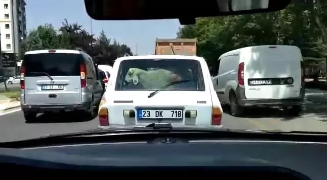 Kurbanlık koyunu otomobil bagajında böyle taşıdı