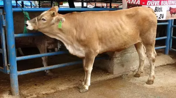 KURBANLIK PAZARLIĞI SIRASINDA KOLU ÇATLADI