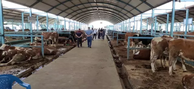 Kurbanlık son güne kalınca pazarda yoğunluk oluştu