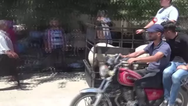 Kurbanlıkların motosikletle taşındığı anlar ilginç görüntülere sahne oldu