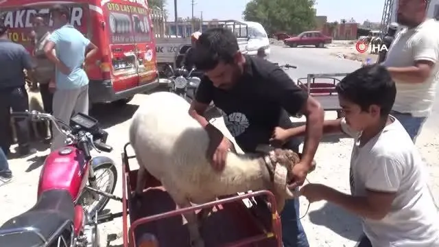 Kurbanlıkların motosikletle taşındığı anlar ilginç görüntülere sahne oldu