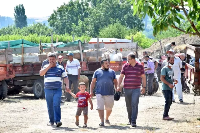 Lapseki'de kurbanlık hayvan pazarı kuruldu