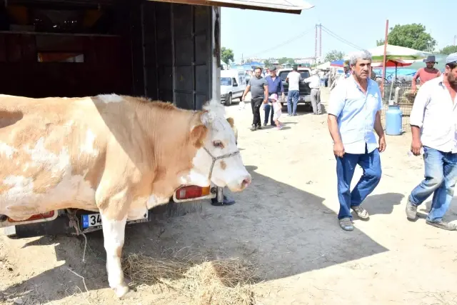 Lapseki'de kurbanlık hayvan pazarı kuruldu