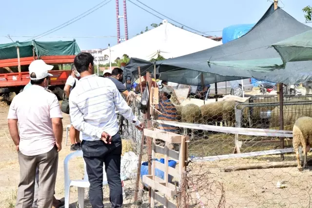 Lapseki'de kurbanlık hayvan pazarı kuruldu