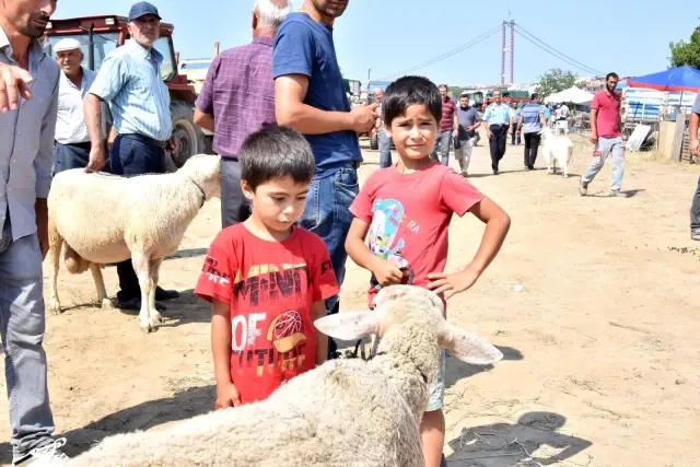 Lapseki'de kurbanlık hayvan pazarı kuruldu