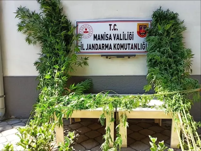 Manisa'da 40 kök Hint keneviri yakalandı Manisa'da 40 kök Hint keneviri yakalandı
