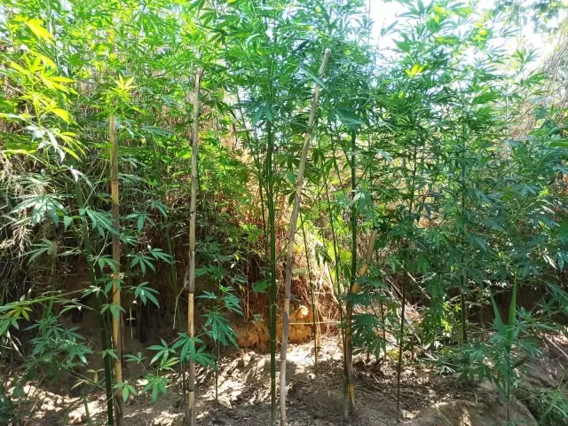 Manisa'da 40 kök Hint keneviri yakalandı
