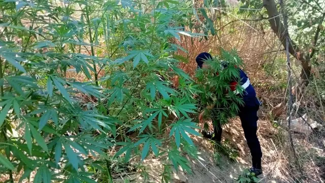 Manisa'da 40 kök Hint keneviri yakalandı
