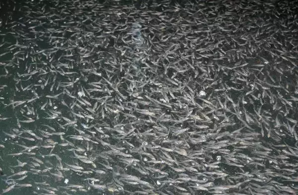 Marmara'nın balıkları Antalya'dan