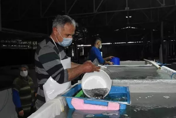 Marmara'nın balıkları Antalya'dan