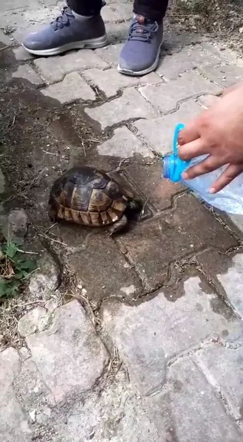 Ölmek üzere olan kaplumbağaya can suyu Ölmek üzere olan kaplumbağaya can suyu