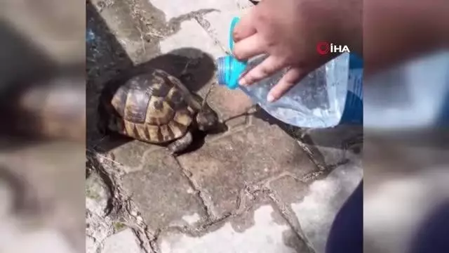 Ölmek üzere olan kaplumbağaya can suyu