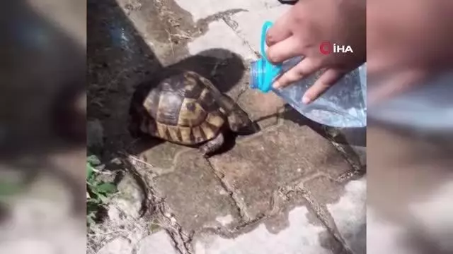Ölmek üzere olan kaplumbağaya can suyu
