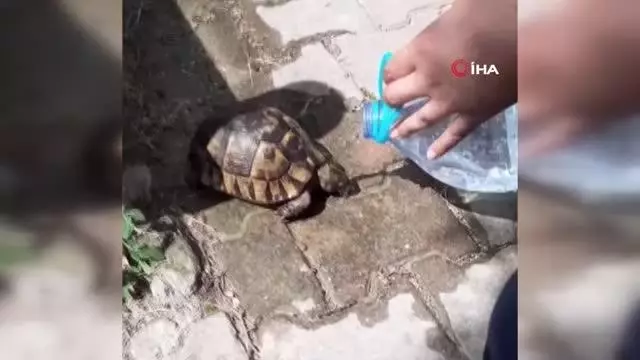 Ölmek üzere olan kaplumbağaya can suyu