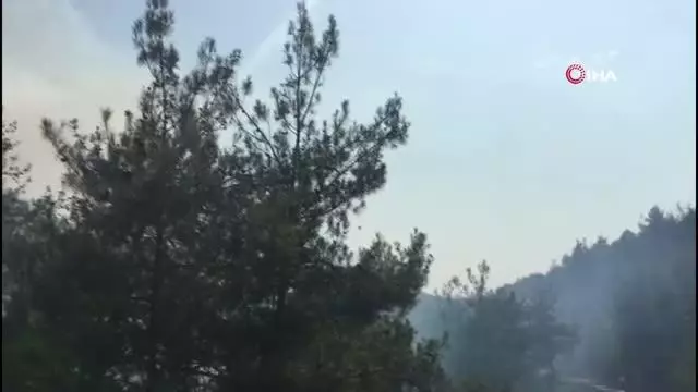Osmaneli'de orman yangını: 10 hektar ormanlık alan yandı