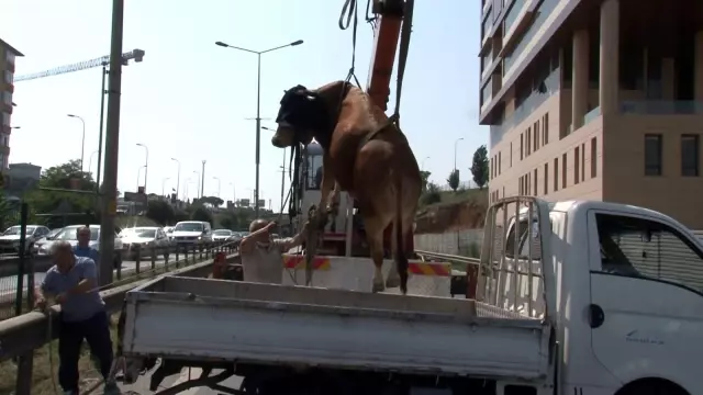 Pendik'te kaçan kurbanlık dana trafiği birbirine kattı Pendik'te kaçan kurbanlık dana trafiği birbirine kattı