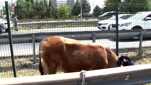 Pendik'te kaçan kurbanlık dana trafiği birbirine kattı