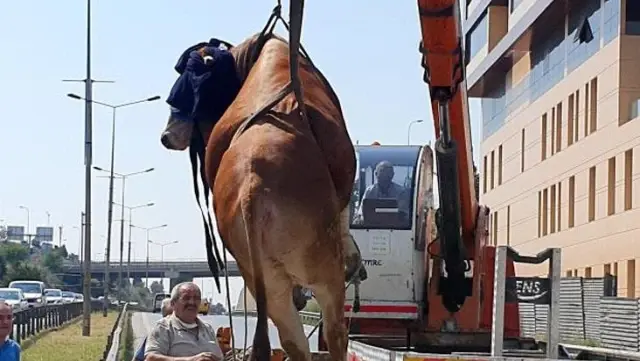 Pendik'te kaçan kurbanlık dana trafiği birbirine kattı Pendik'te kaçan kurbanlık dana trafiği birbirine kattı