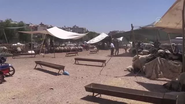 ŞANLIURFA - Canlı hayvan pazarlarında yoğunluk yaşanıyor ŞANLIURFA - Canlı hayvan pazarlarında yoğunluk yaşanıyor